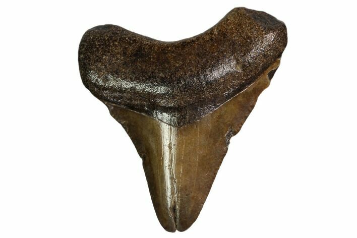 Juvenile Megalodon Tooth - Georgia #158829